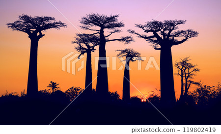 Golden Sunset at the Avenue of the Baobabs, Madagascar. 119802419