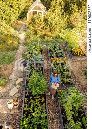 Morning Harvest in the Garden Morning Harvest in the Garden 119802785