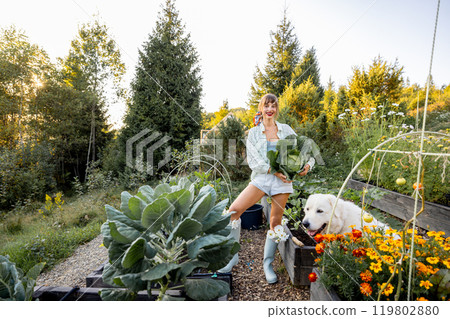 Garden Fresh Cabbage Harvest Garden Fresh Cabbage Harvest 119802880