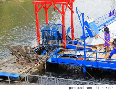 Chitose Aquarium: Indian waterwheel catching salmon 119803402