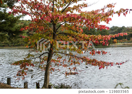 A flock of whooper swans arrive at Takamatsu Pond in Morioka City, Iwate Prefecture, even though it is still warm. 119803565