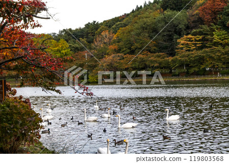 A flock of whooper swans arrive at Takamatsu Pond in Morioka City, Iwate Prefecture, even though it is still warm. A flock of whooper swans arrive at Takamatsu Pond in Morioka City, Iwate Prefecture, even though it is still warm. 119803568