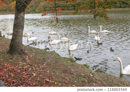 A flock of whooper swans arrive at Takamatsu Pond in Morioka City, Iwate Prefecture, even though it is still warm. 119803569