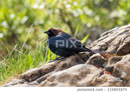 Brown-headed cowbird sitting on a rock in the grass. ( Molothrus ater, adult male ). Jasper National Park, Alberta, Canada. Brown-headed cowbird sitting on a rock in the grass. ( Molothrus ater, adult male ). Jasper National Park, Alberta, Canada. 119803874