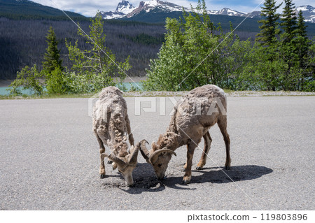 A pair of moulting bighorn sheep licking the road. Molting usually occurs in June and July. Jasper National Park, Alberta, Canada. Canadian Rockies. A pair of moulting bighorn sheep licking the road. Molting usually occurs in June and July. Jasper National Park, Alberta, Canada. Canadian Rockies. 119803896
