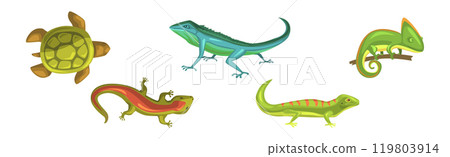 Wild Reptiles and Amphibian Animals Colorful Vector Set Wild Reptiles and Amphibian Animals Colorful Vector Set 119803914