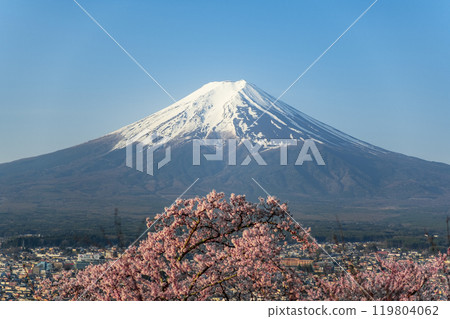 Mount Fuji and cherry blossoms in full bloom as seen from Arakurayama Park, Fujiyoshida City, Yamanashi Prefecture 119804062