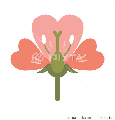 The structure of the flower in a section, botany and biology. Vector illustration isolated on white background, hand drawn, flat design 119804710
