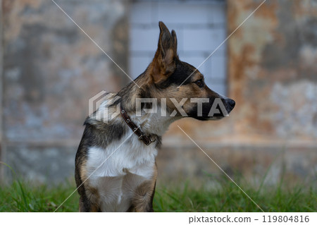 The yard dog looks attentively into the distance. The dog is sitting The yard dog looks attentively into the distance. The dog is sitting 119804816