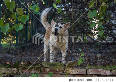 The guard dog behind the fence is barking. An angry dog is guarding The guard dog behind the fence is barking. An angry dog is guarding 119804844