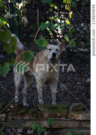 The guard dog behind the fence is barking. An angry dog is guarding The guard dog behind the fence is barking. An angry dog is guarding 119804846
