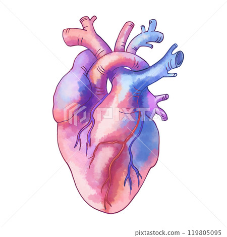 Anatomical heart. Color illustration for medical and educational textbooks, brochures and manuals. For design of T-shirts, postcards, medical and websites. For products for heart and blood vessels. Anatomical heart. Color illustration for medical and educational textbooks, brochures and manuals. For design of T-shirts, postcards, medical and websites. For products for heart and blood vessels. 119805095