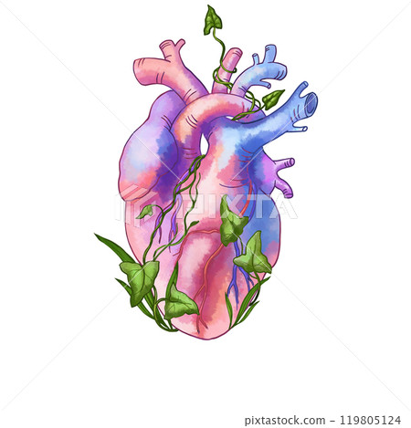 Anatomical heart with arteries and ivy vines. Postcards, stickers, congrats on the day of the doctor, Valentine's Day. Design of medical preparations. Meditations and spiritual practices for heart. 119805124