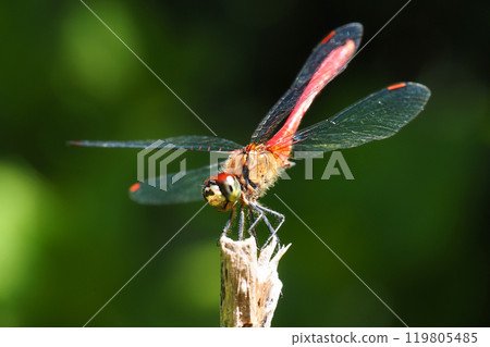 Mayutateakane (male) 119805485