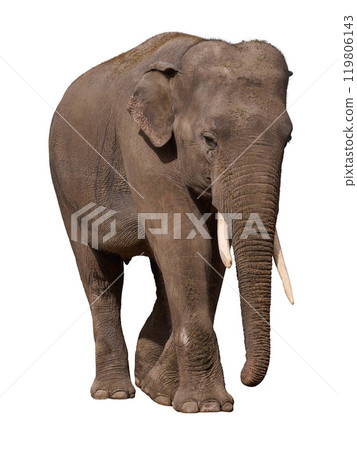 Adult elephant with tusks on isolated background, animal walking Adult elephant with tusks on isolated background, animal walking 119806143