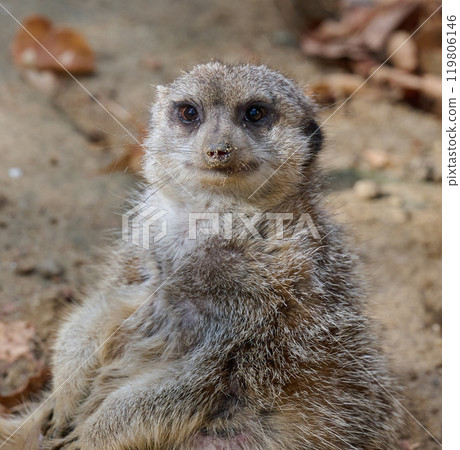 An adult meerkat walks outdoors 119806146