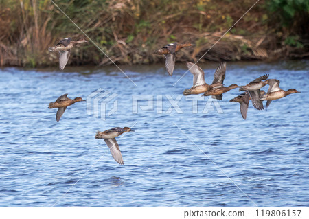 Flock of flight 119806157