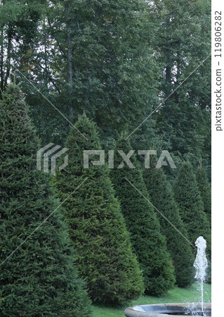 Coniferous tree in park is triangular. beautiful landscaping in park area for walks and recreation of thuja Coniferous tree in park is triangular. beautiful landscaping in park area for walks and recreation of thuja 119806282