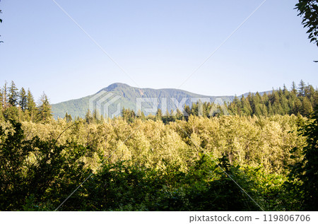 Scenic view of pine tree forest and mountains in the Fraser Valley, BC, Canada 119806706