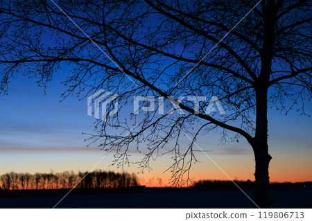 Sunrise and windbreak Sunrise and windbreak 119806713