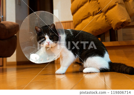 colored cat colored cat 119806714