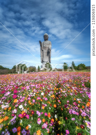 Paradise: Ushiku Buddha and cosmos in full bloom Paradise: Ushiku Buddha and cosmos in full bloom 119806915