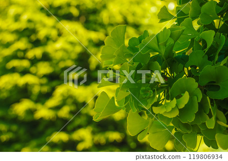 Fresh bright green leaves of ginkgo biloba. Natural foliage texture background. Branches of a ginkgo tree in the botanical garden in Nitra in Slovakia. 119806934