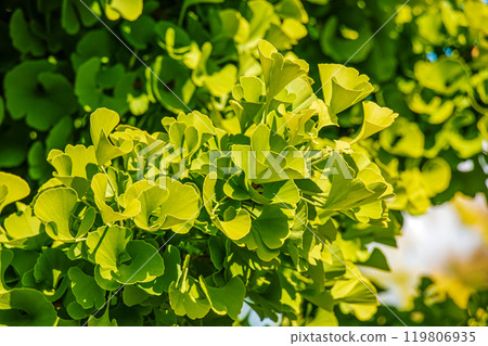 Fresh bright green leaves of ginkgo biloba. Natural foliage texture background. Branches of a ginkgo tree in the botanical garden in Nitra in Slovakia. 119806935