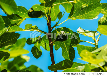 Green unripe figs fruits on the branch of a fig tree or sycamine with plant leaves in sunny summer day. Green unripe figs fruits on the branch of a fig tree or sycamine with plant leaves in sunny summer day. 119806950