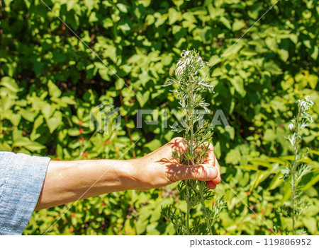 Closeup of fresh growing sweet wormwood (Artemisia Annua, sweet annie, annual mugwort) grasses in the wild field, Artemisinin medicinal plant, natural green grass leaves texture wallpaper background 119806952