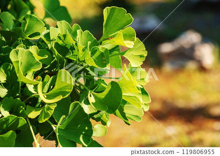 Fresh bright green leaves of ginkgo biloba. Natural foliage texture background. Branches of a ginkgo tree in the botanical garden in Nitra in Slovakia. 119806955