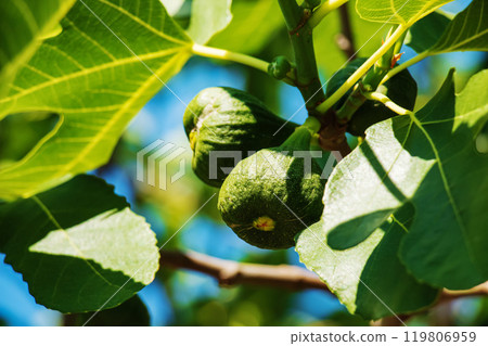 Green unripe figs fruits on the branch of a fig tree or sycamine with plant leaves in sunny summer day. 119806959