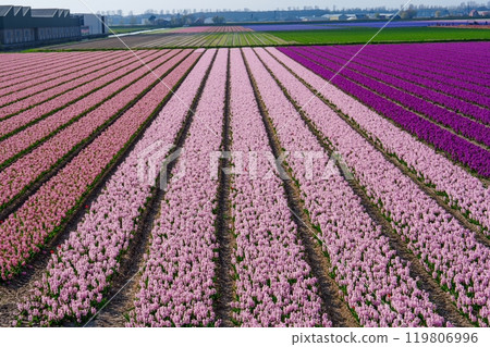 Stunning Vibrant Pink Hyacinth Flower Field Landscape Under Clear Blue Sky in Spring, Netherlands 119806996