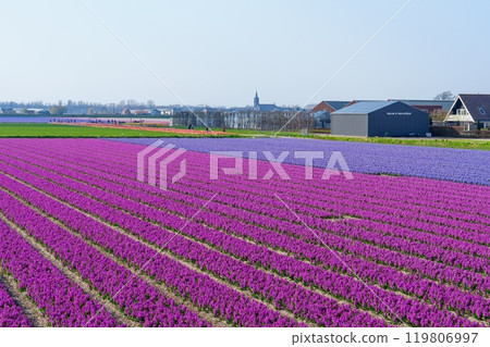 Vibrant purple flower field with a village in the distance under blue sky, Netherlands 119806997