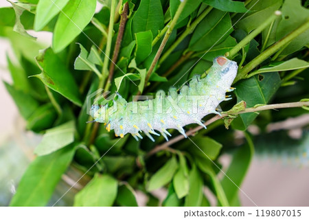 Closeup of a Vibrant Green Caterpillar Crawling on a Leafy Plant Surrounded by Natural Beauty 119807015