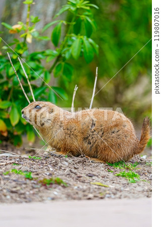 Adorable Prairie Dog Sitting Calmly On The Ground While Observing Its Surroundings In Nature 119807016