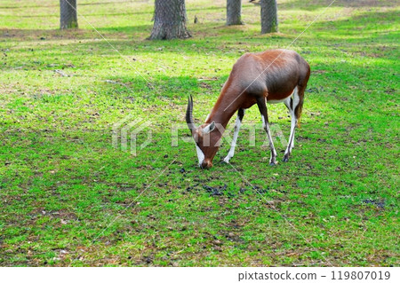 An isolated image of a brown antelope stands gracefully on a lush green lawn. An isolated image of a brown antelope stands gracefully on a lush green lawn. 119807019