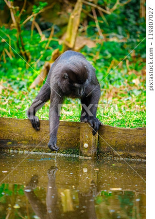 Curious monkey gazing at its reflection in calm water, pondering its identity and existence. 119807027