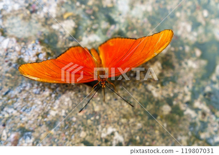 Beautiful orange butterfly with intricate patterns resting on a colorful flower in natural sunlight 119807031