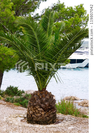 Single palm tree on the pebble beach near the sea with blur yacht on background 119807042