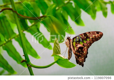Close-Up of a Beautiful Butterfly with Intricate Patterns Perched on a Lush Green Leaf in Sunlight Close-Up of a Beautiful Butterfly with Intricate Patterns Perched on a Lush Green Leaf in Sunlight 119807098