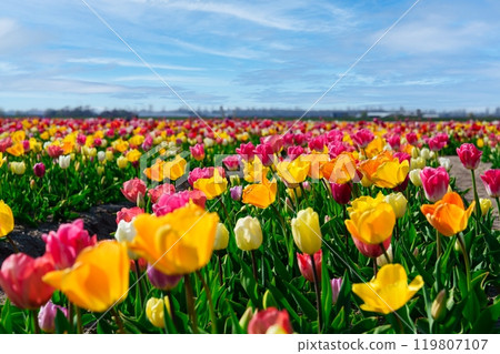 Stunning vibrant tulip field showcasing a variety of bright colored flowers under a clear blue sky Stunning vibrant tulip field showcasing a variety of bright colored flowers under a clear blue sky 119807107