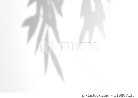 Willow branch shadow. Tree leaves shadow overlay. Sunlight trough the leaves. Nature organic shadow. Blurred Leaf shadow and light on wall background. 3d rendering 119807123