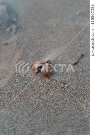 Clam shells lying on the beach Clam shells lying on the beach 119807388