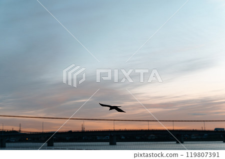 Morning sun, sea and flying birds Morning sun, sea and flying birds 119807391