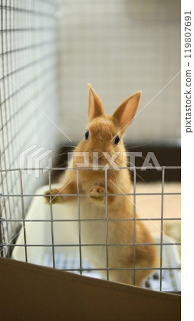Baby rabbit peeking out from its cage 119807691