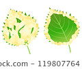 Delicious shiso leaf tempura 119807764