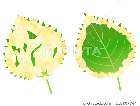 Delicious shiso leaf tempura Delicious shiso leaf tempura 119807764