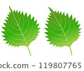 Illustration set of perilla leaves 119807765