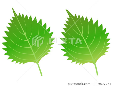Illustration set of perilla leaves 119807765